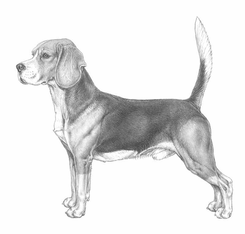 beagle
