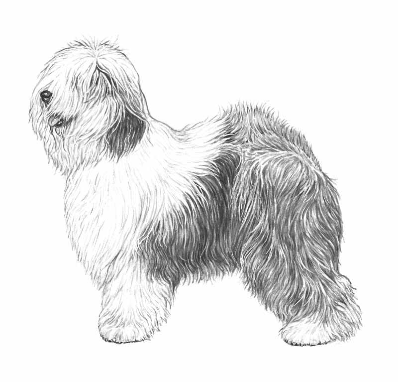 bobtail