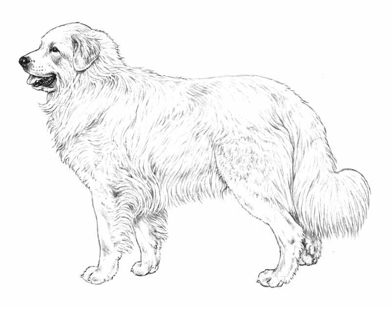 cane da montagna dei pirenei