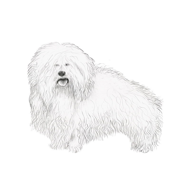 coton de tulear