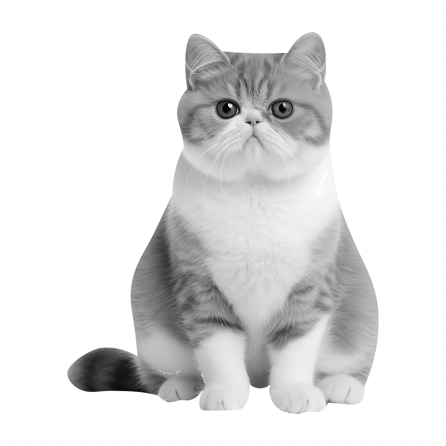 exotic shorthair