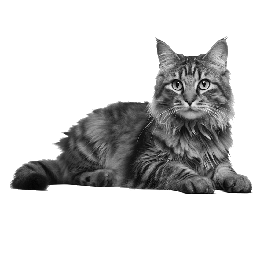 kurilian bobtail