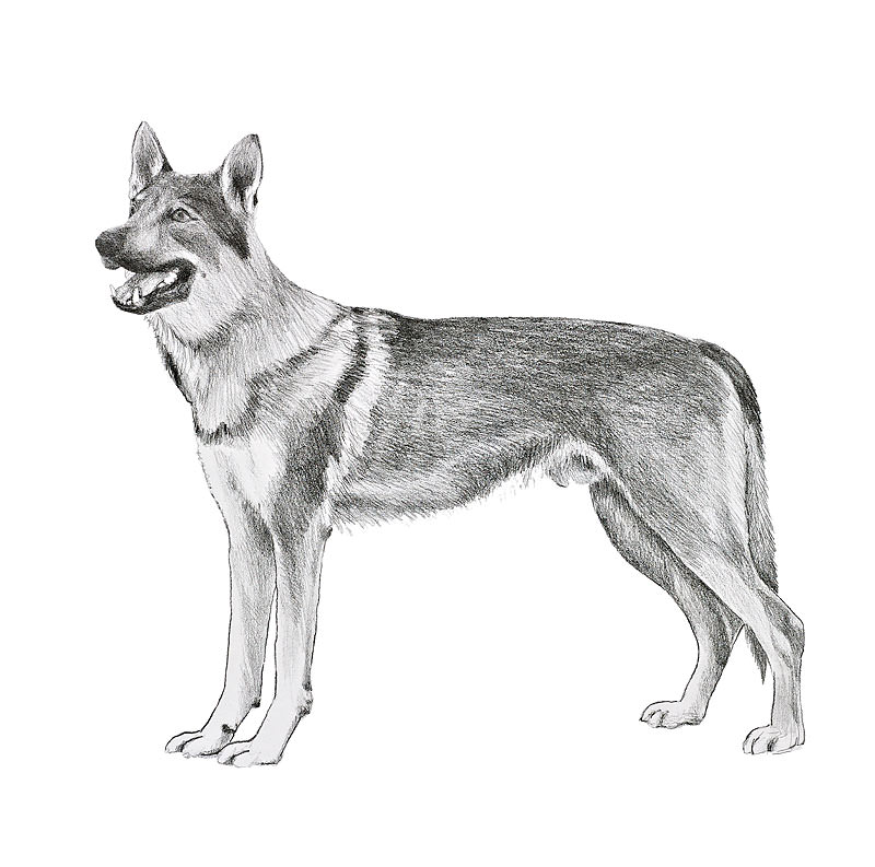 lupo cecoslovacco