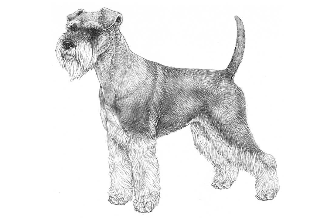 mini schnauzer