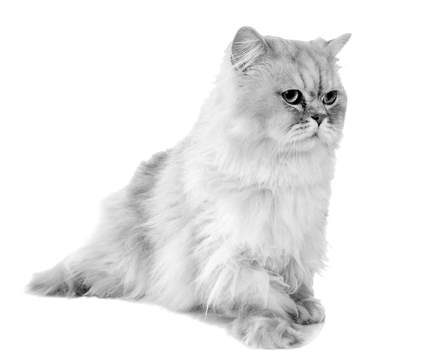 persiano