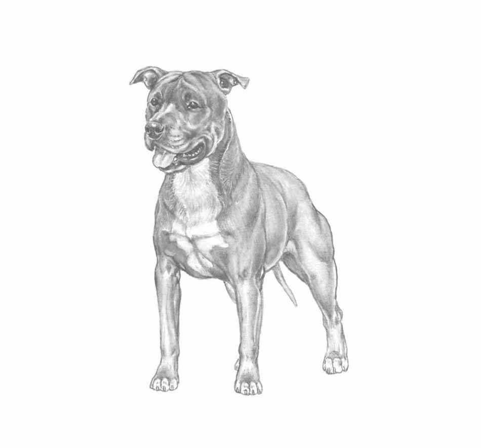 pitbull