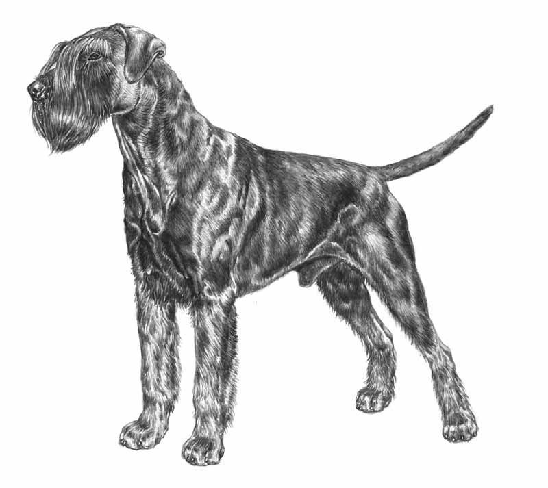 schnauzer gigante