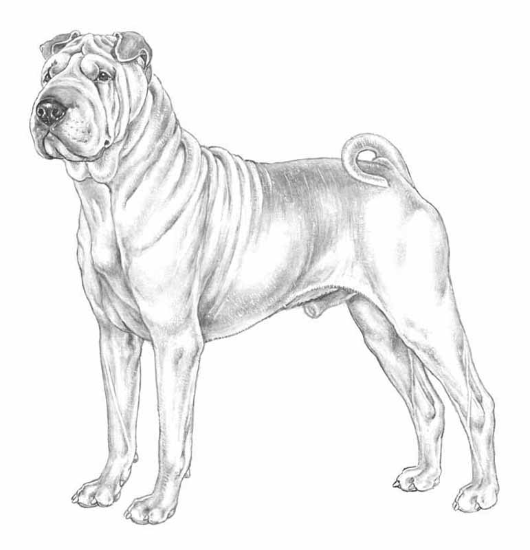 shar pei